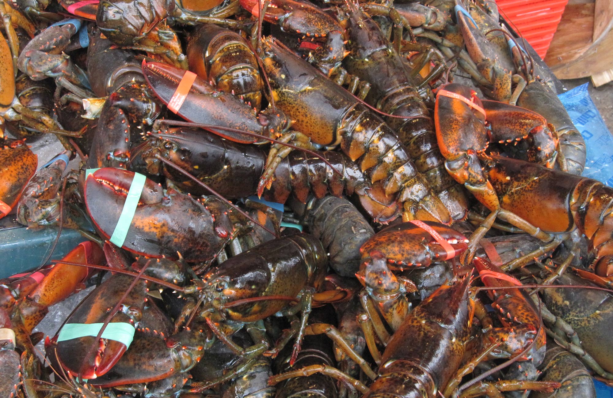 Nantucket Cooked Lobster, Live Lobster From Sayle's Seafood